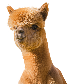 Start Your Alpaca Journey with Proper Training