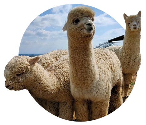 Alpacas