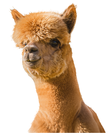 Large Alpacaa